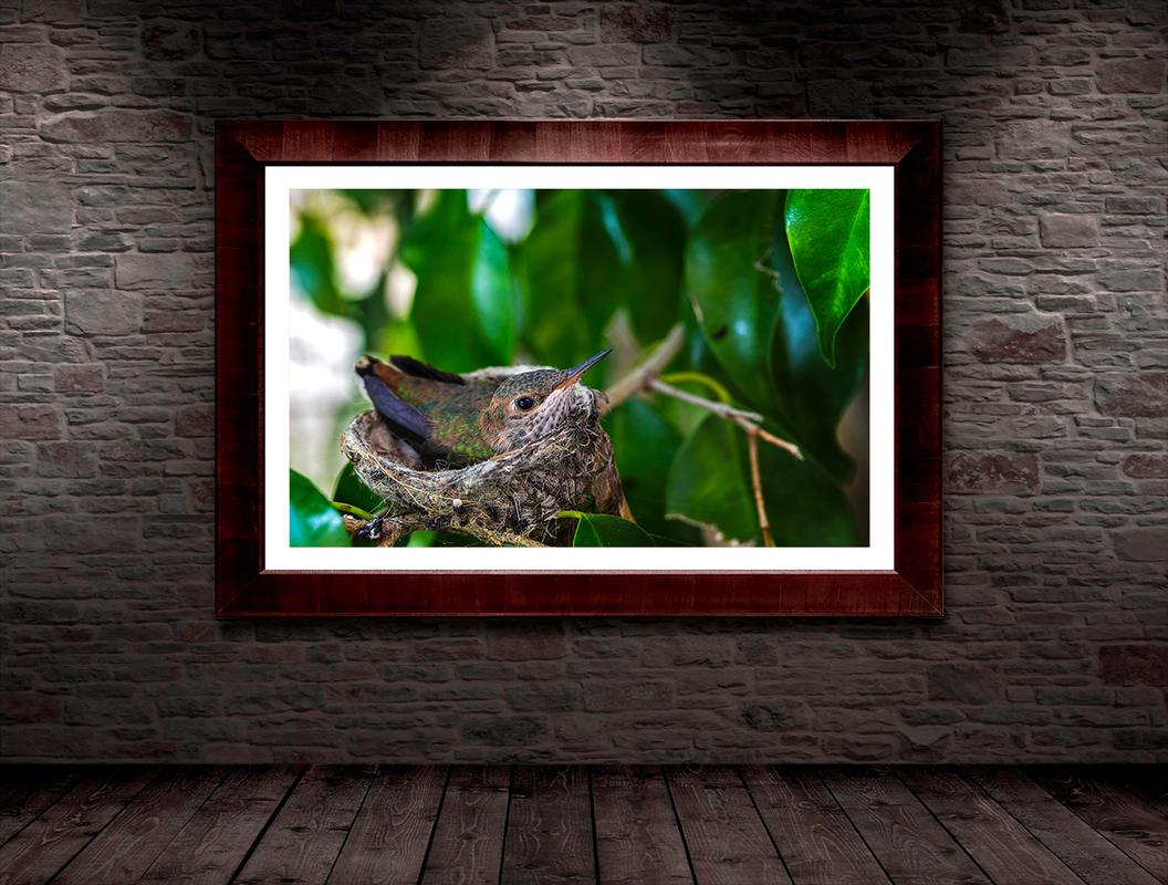 photography art nature humming bird wall display framed