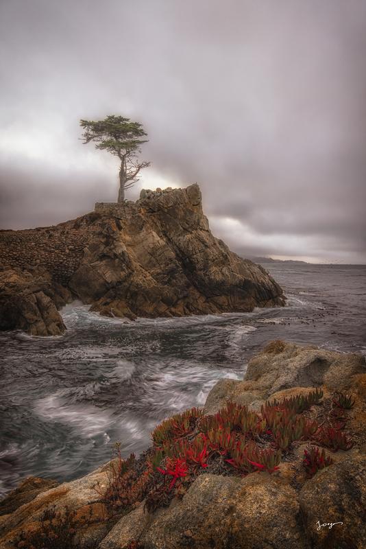 lone cypress in pebble beach california on a stormy day