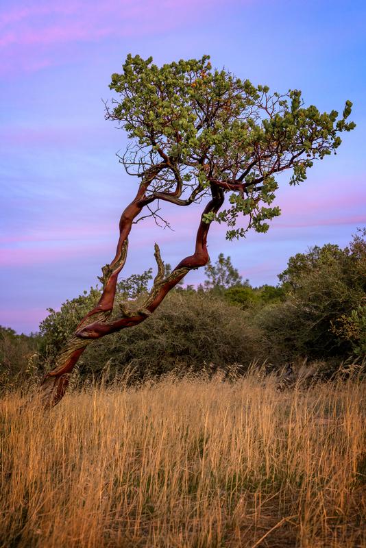 Manzanita tree photography for sale sunrise capture