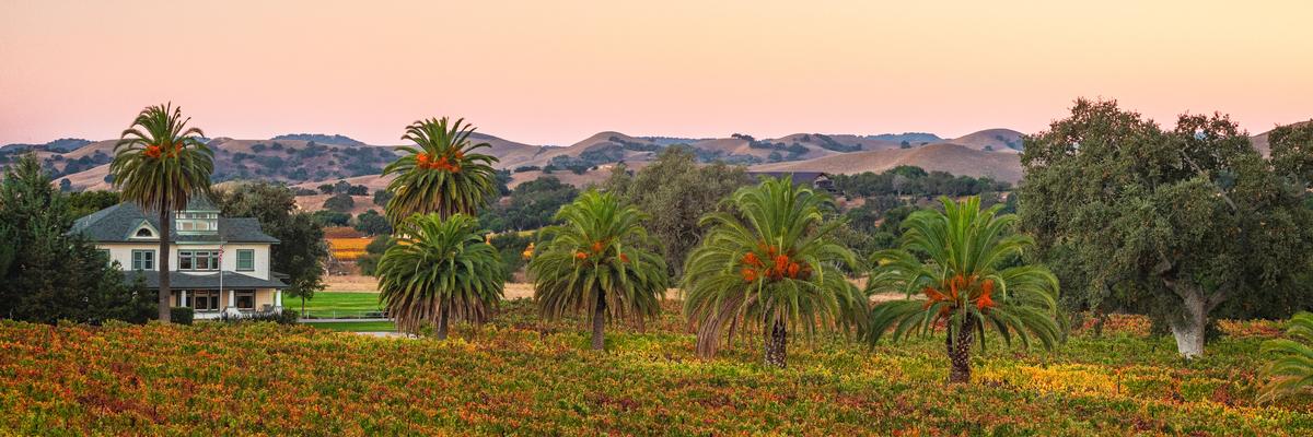 nature art photography vineyard with palms ranch