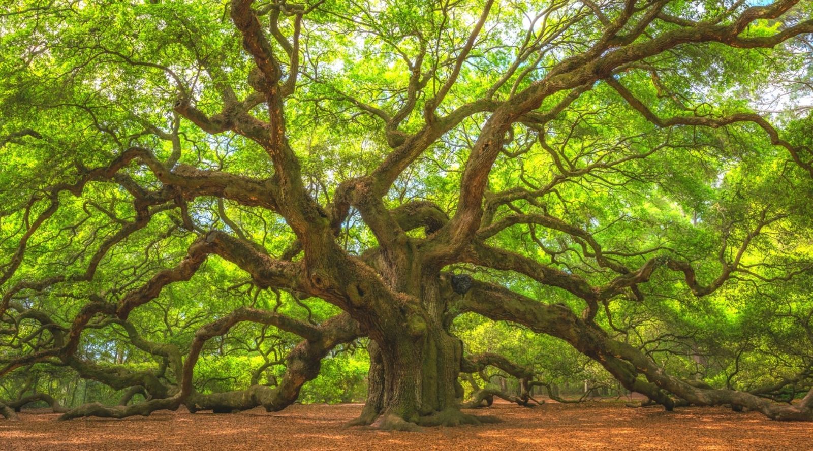 Angel Oak