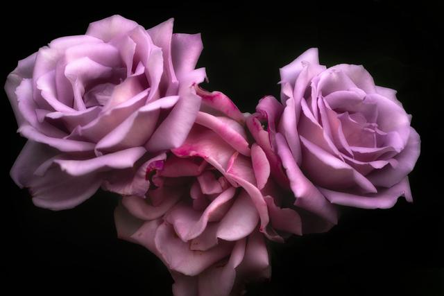 fine art photography thumbnail three purple roses