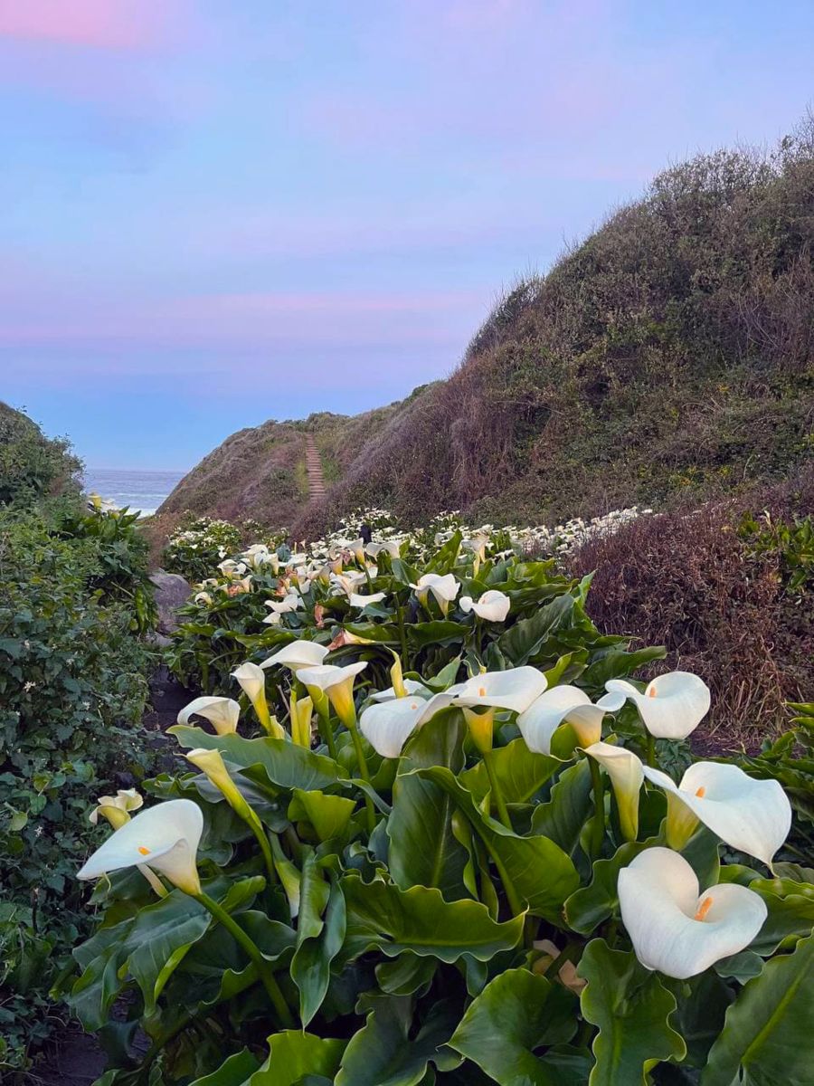 calla lilly photography big sur