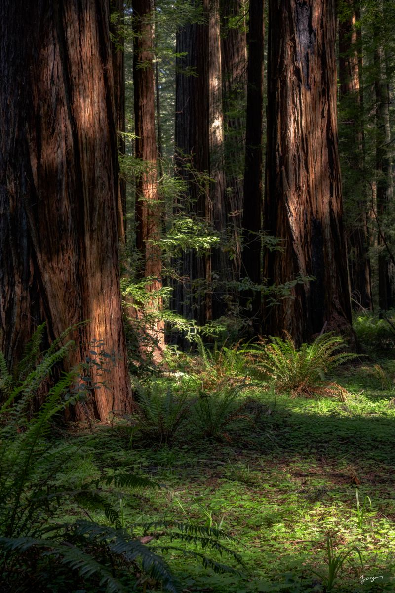 redwoods national park