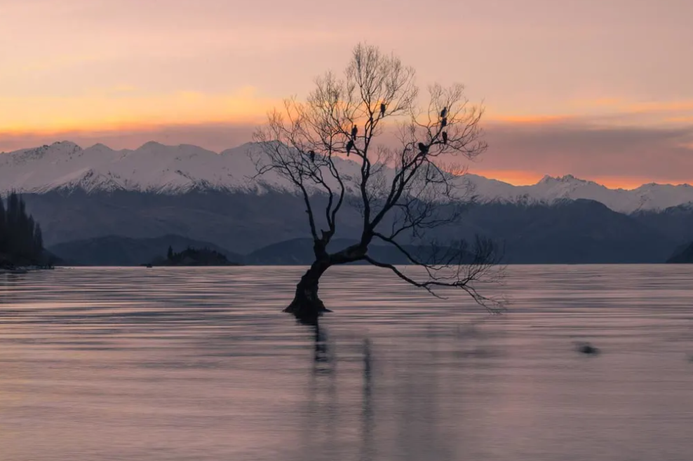 lone tree of lake wanaka new zealand