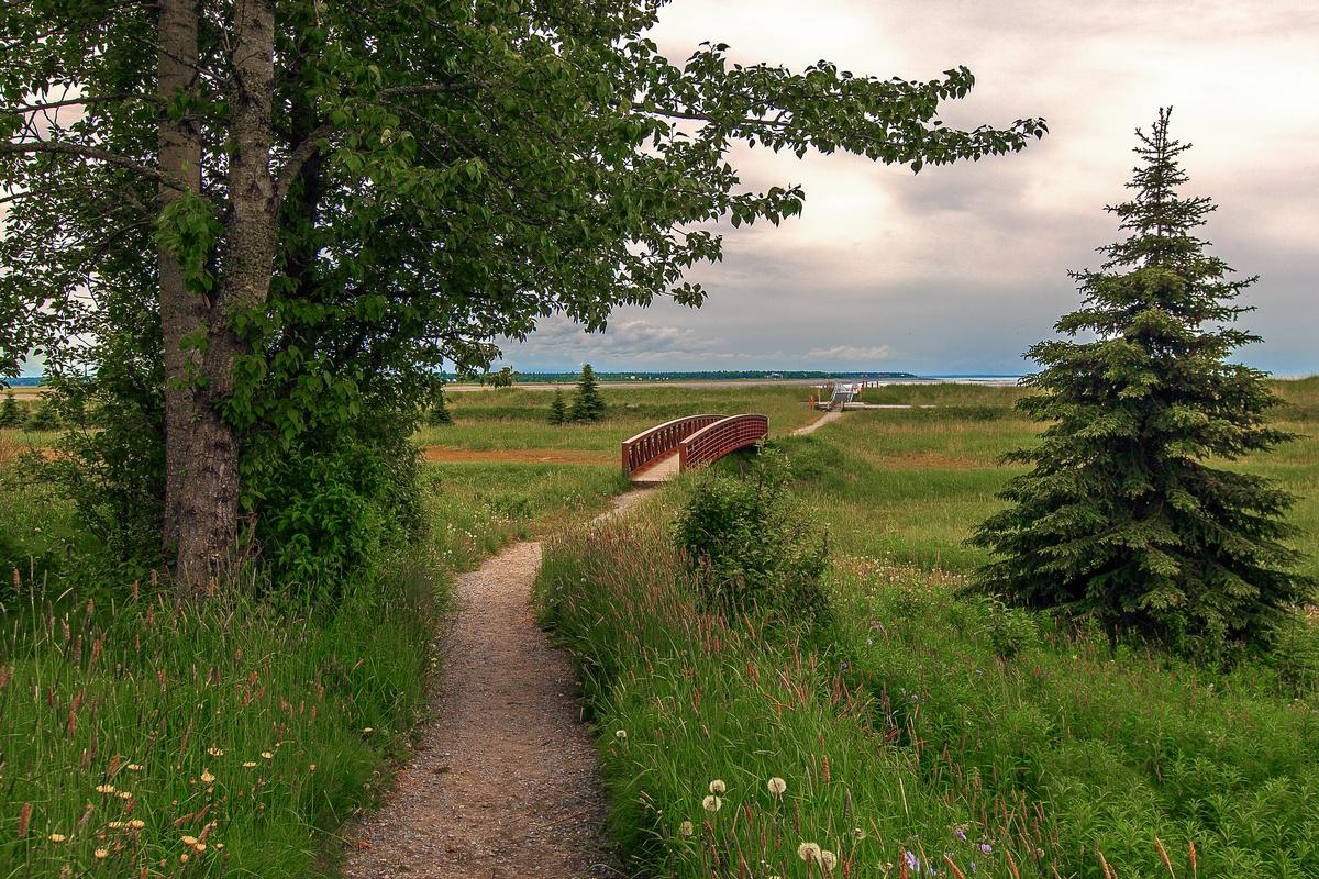 landscape view from kenai alaska of path going through a field of dandelions with a bridge, in between trees and ocean with clouds in background
