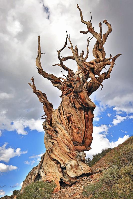 Bristlecone pine tree photography  art with clouds