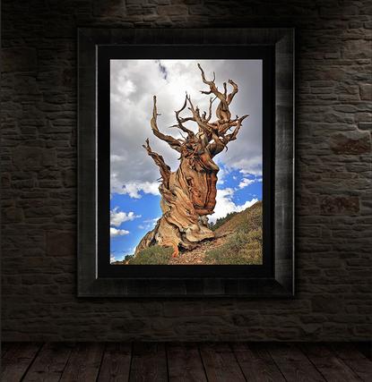 Modern wall art decor of bristle cone pine tree framed wall art for bedroom