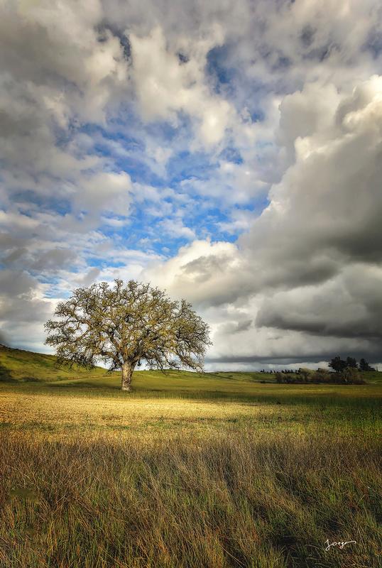 lone oak near paso robles ca in the grassy field tree art by eddie jongas