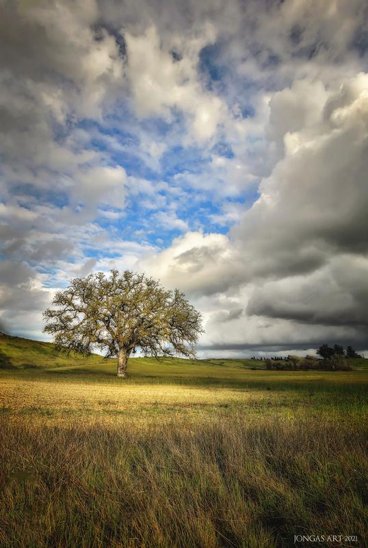 tree photography from paso robles california on a cloudy day