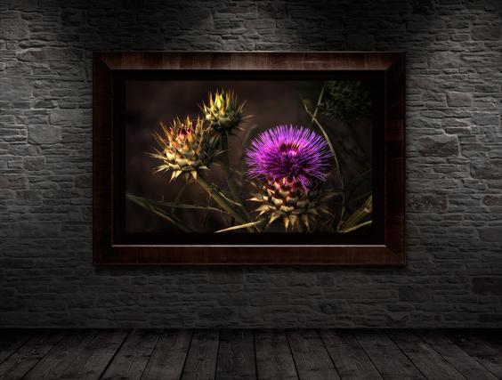 luxury fine art prints wall display by jongas nature photography cactus purple bloom