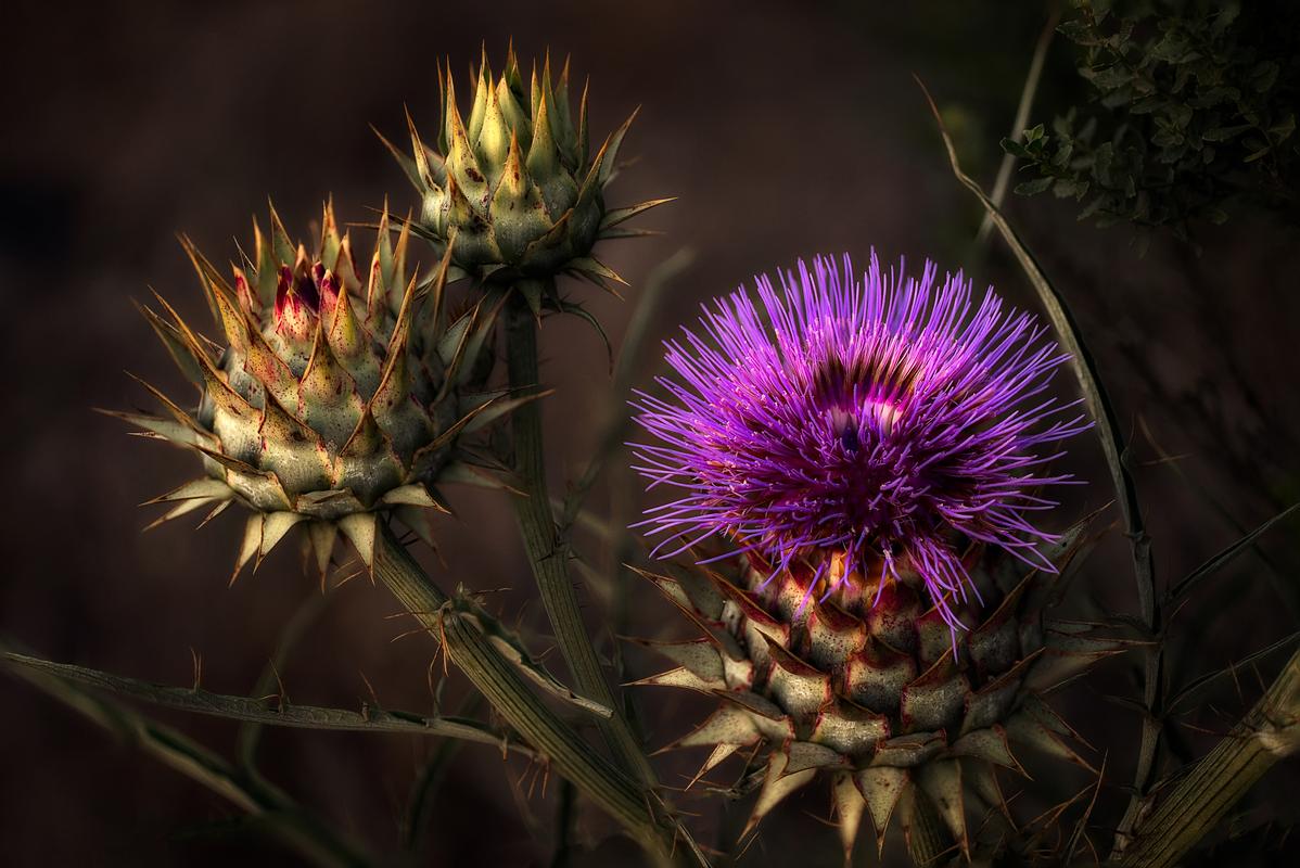 blooming purple cactus nature photography art by jongas