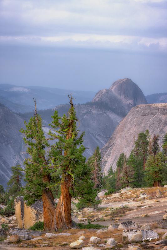 sierra juniper half dome yosemite large granite rocks
