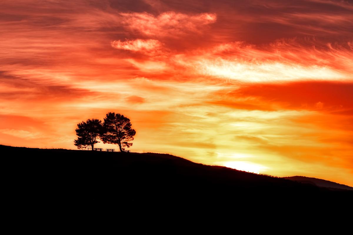 tree photography art during sunset in newbury park