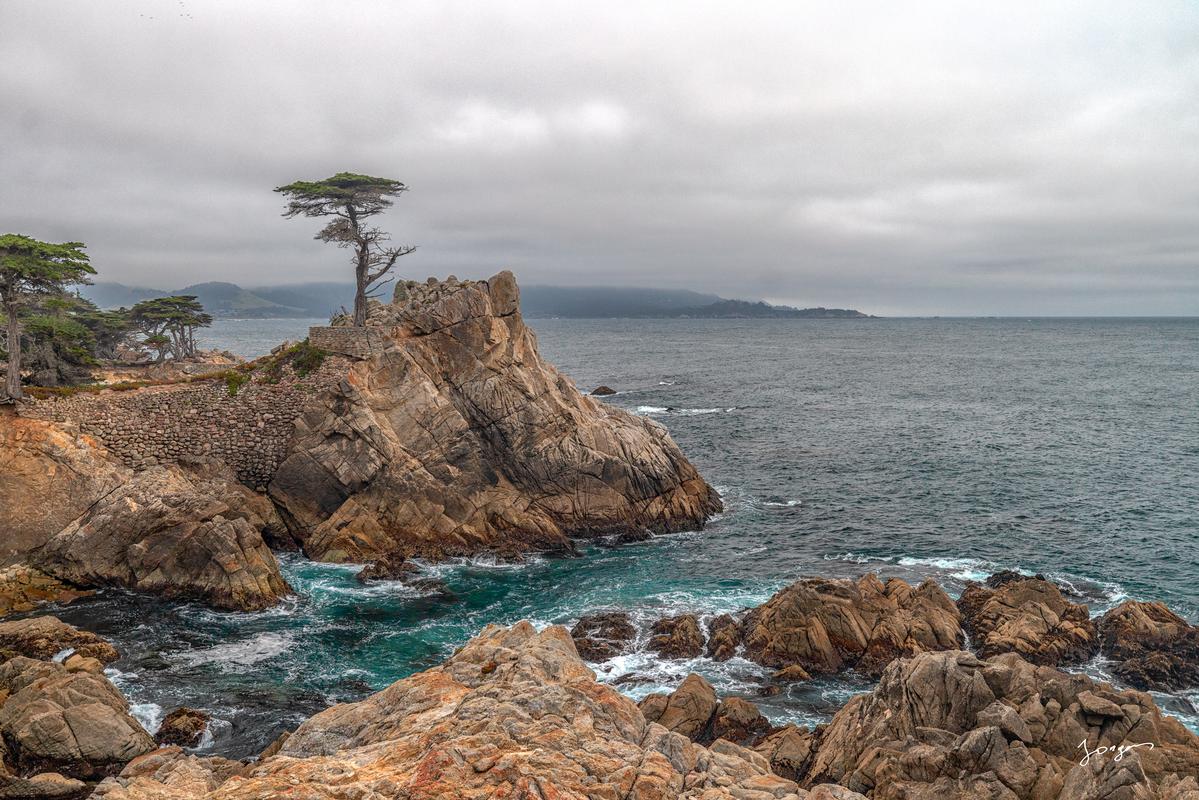 lone cypress pebble beach by the ocean modern art