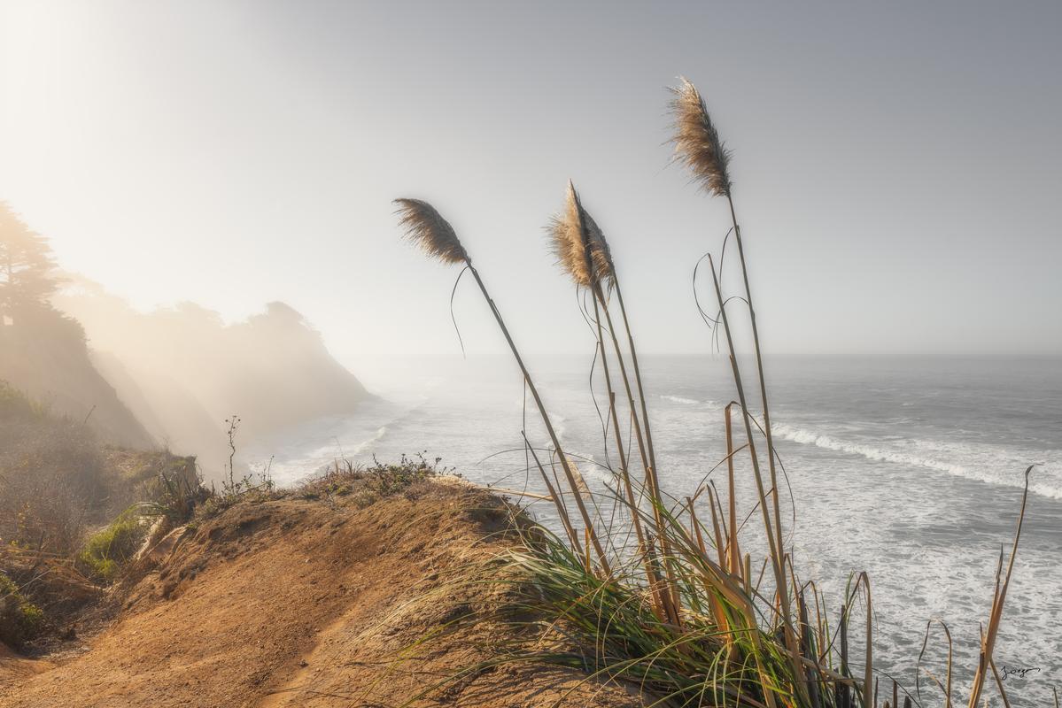 pampas grass photography