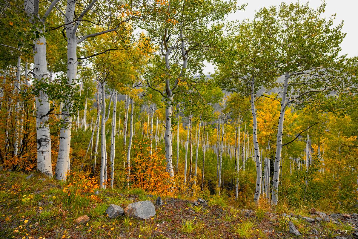 colorado aspens in fall green and yellow color leaves
