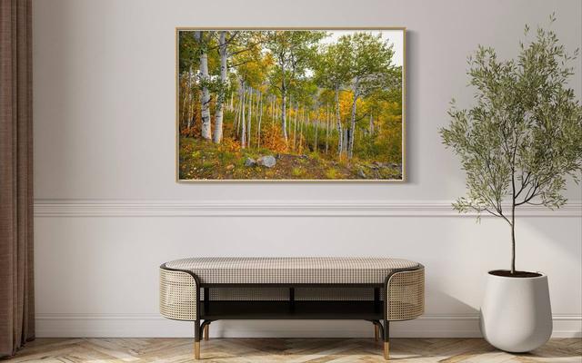 colorado aspens photography wall display in living room