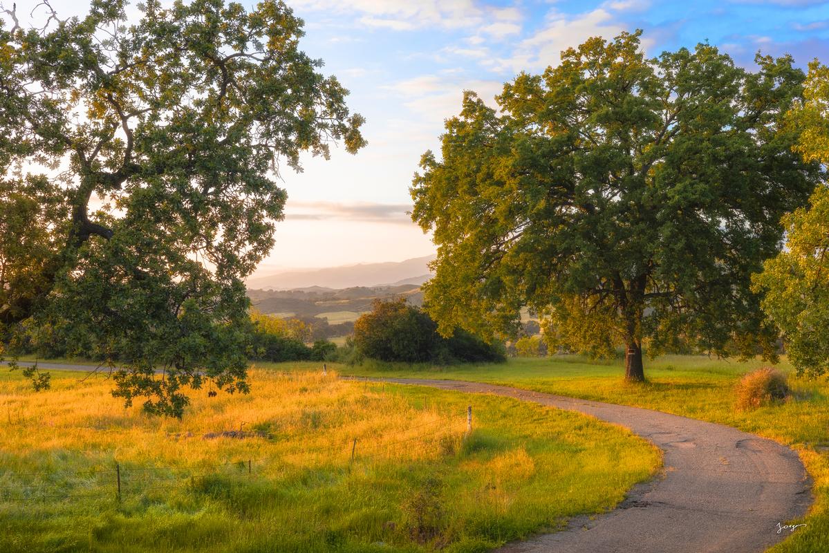 country side driveway with oak trees and yellow grass art by Eddie Jongas