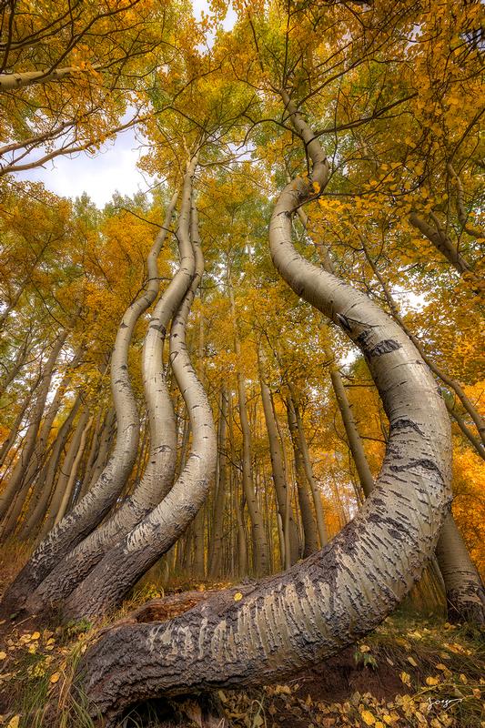 Curved and twisted aspen tree trunks in Colorado mountain forest  fine art photography print by Eddie Jongas