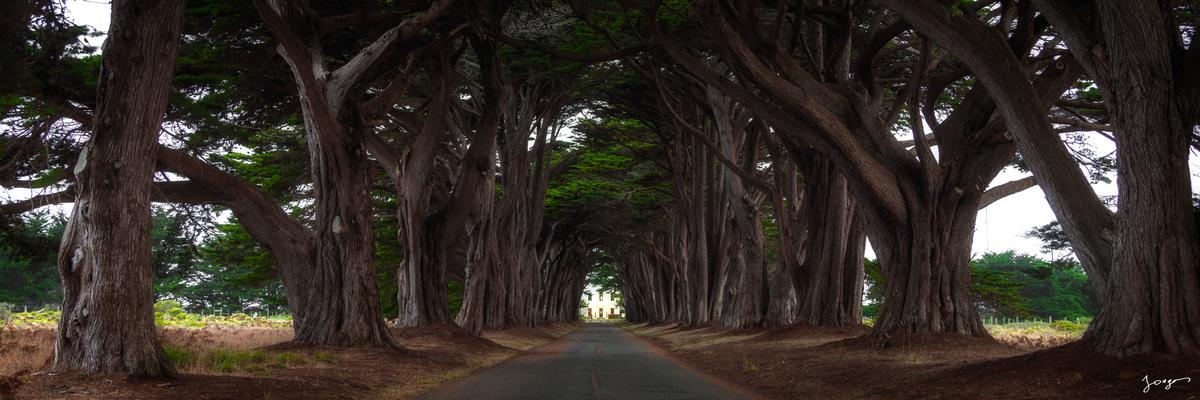 cypress hedge in california fine art photography