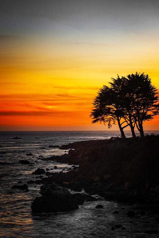 california coastline sunset with tree silhouettes orange  