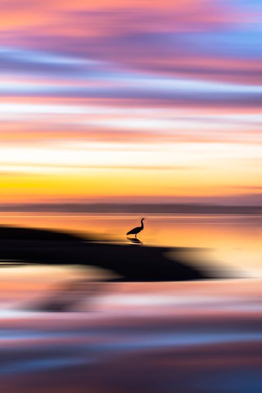 abstract art for sale bird during coastal sunset 