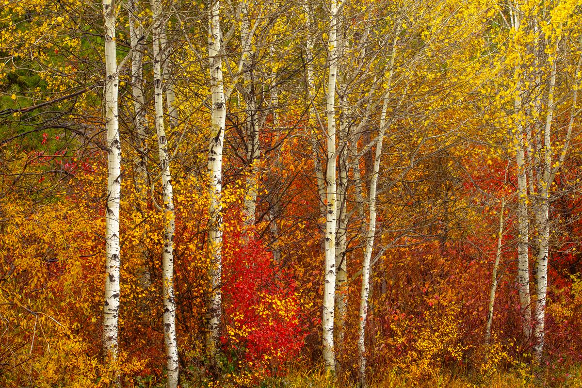 tree wall art by jongas aspen trees change colors in fall