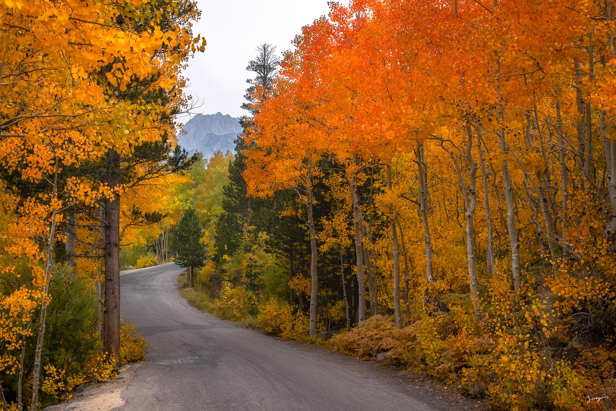 autumn foliage in bishop california fine art