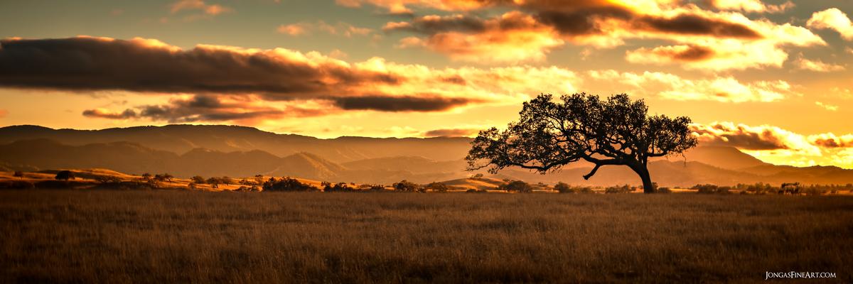 luxury  photography large wall art lone tree at sunset