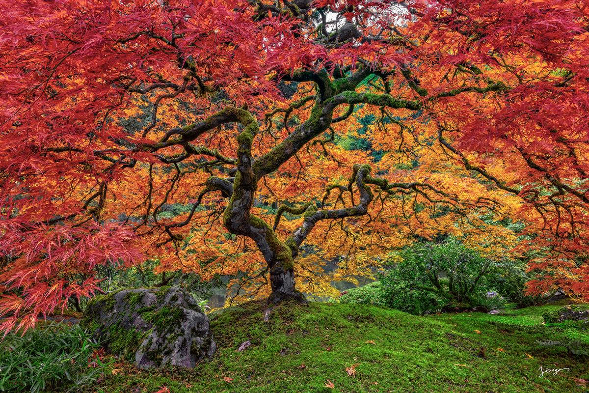 Full Bloom