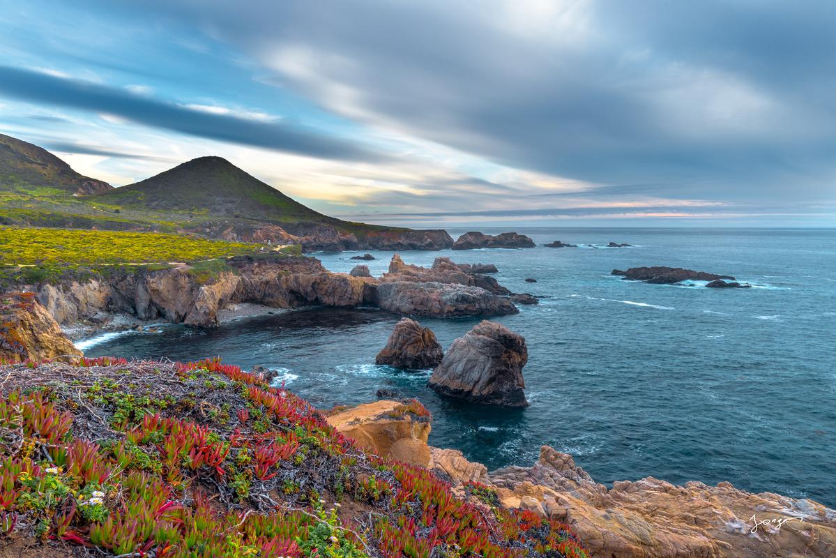 garrapata state park wild flowers blue ocean cliffs bluffs