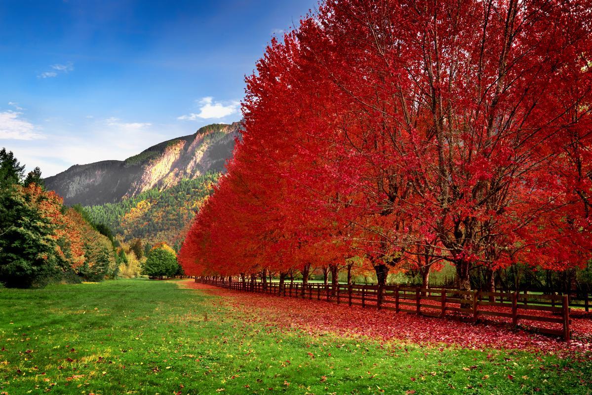 trees photography homestead landscape with mountains