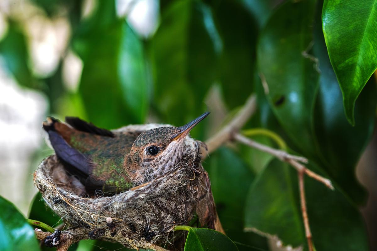 luxury nature photography art hummingbird nest 
