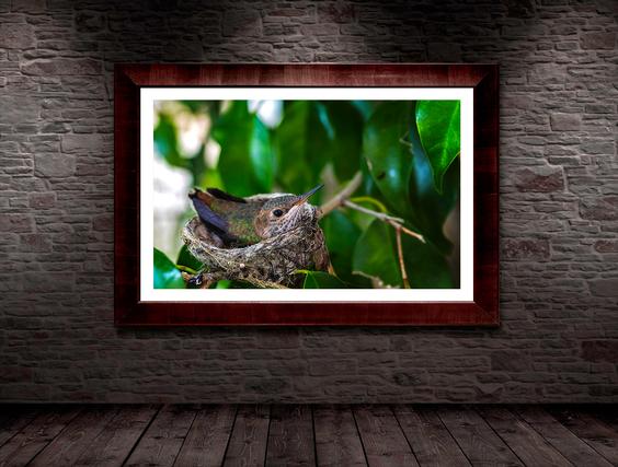 photography art nature humming bird wall display framed