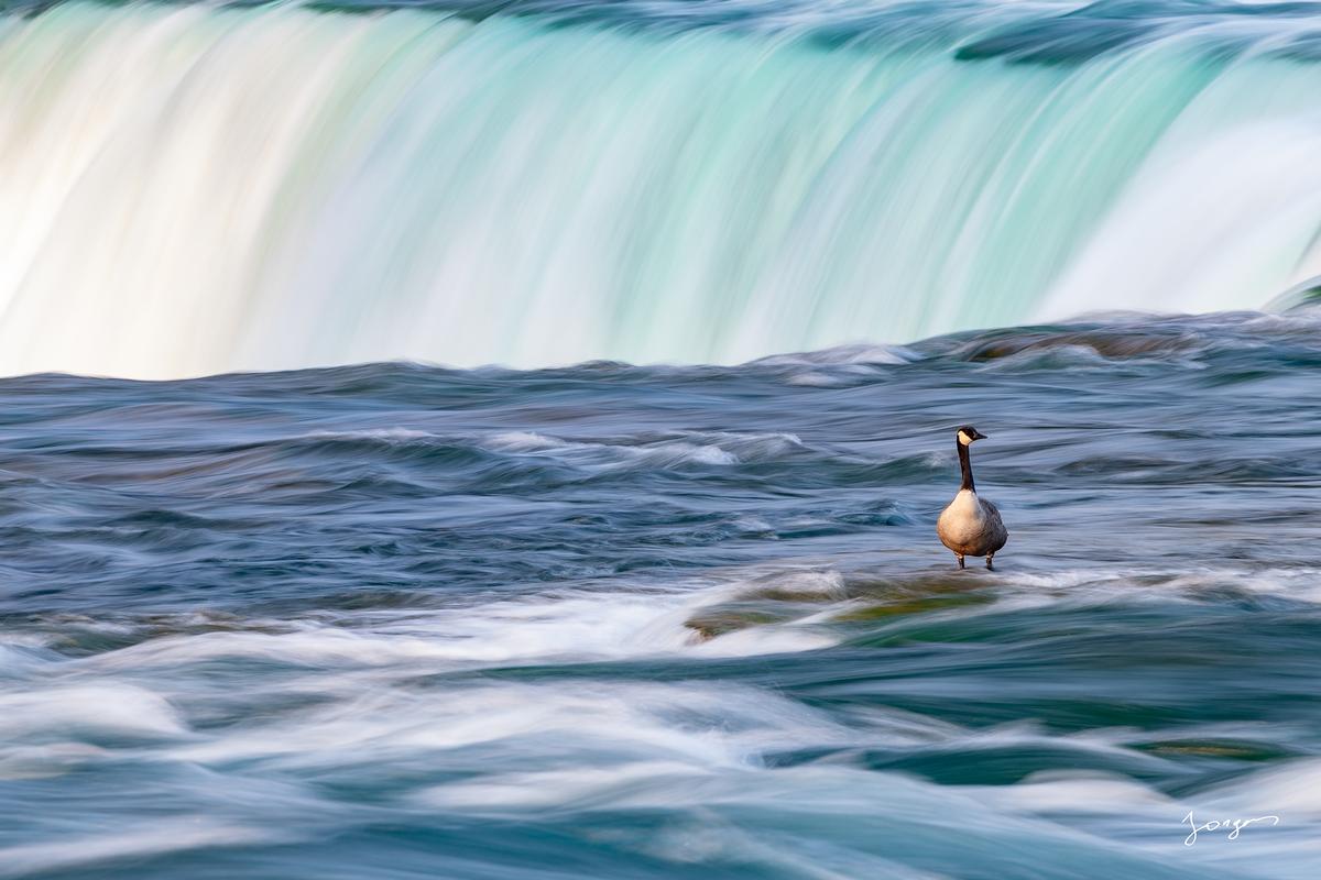 A goose in Niagara river feet from the edge of the Niagara falls abstract art by Eddie Jongas