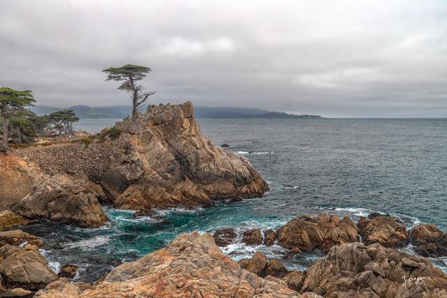 Lone cypress tree by the ocean fine art by jongas