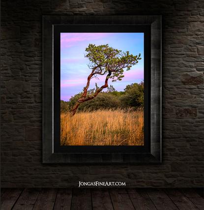 framed manzanita tree art for sale bedroom wall decor