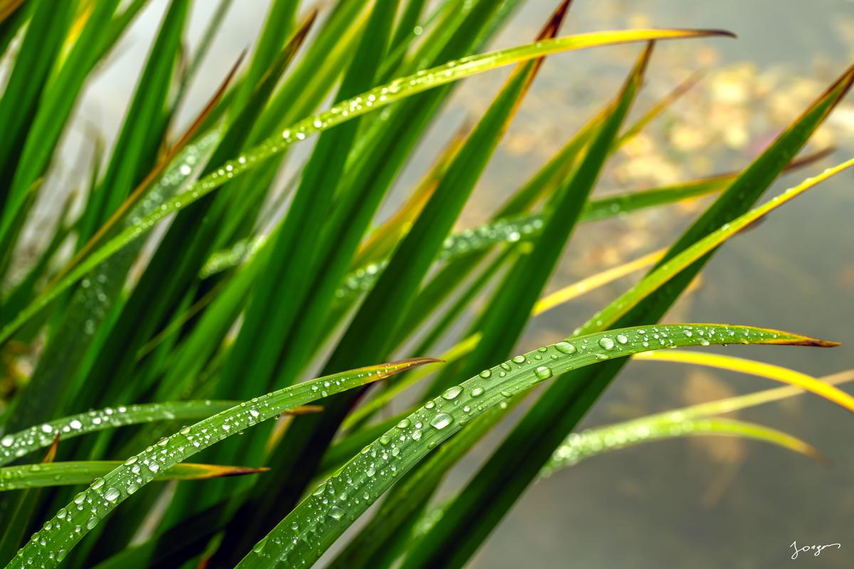 nature photography art green leaves with morning dew