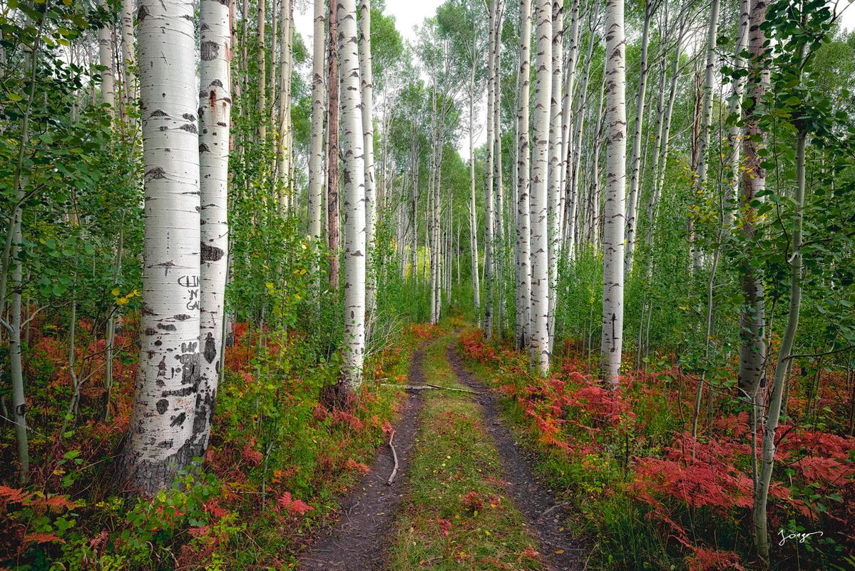 aspen tree grove lush greens and red ferns jongas fine art