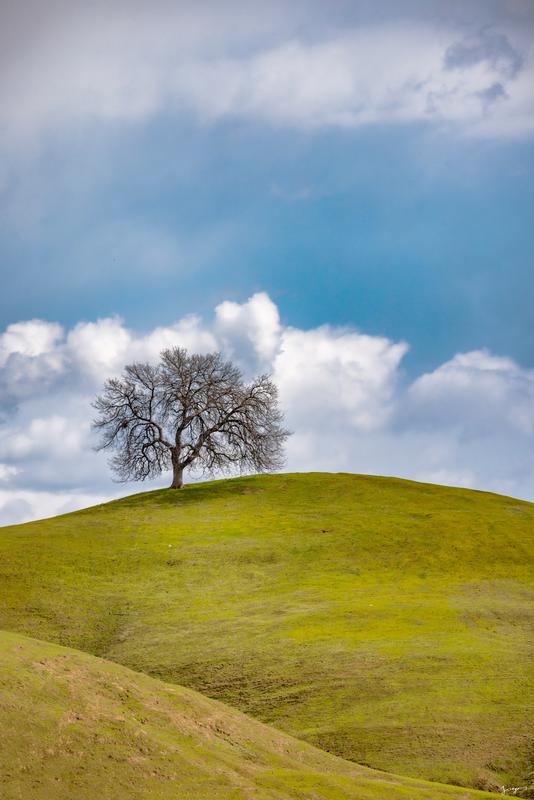 lone oak in california during spring time rolling hills 