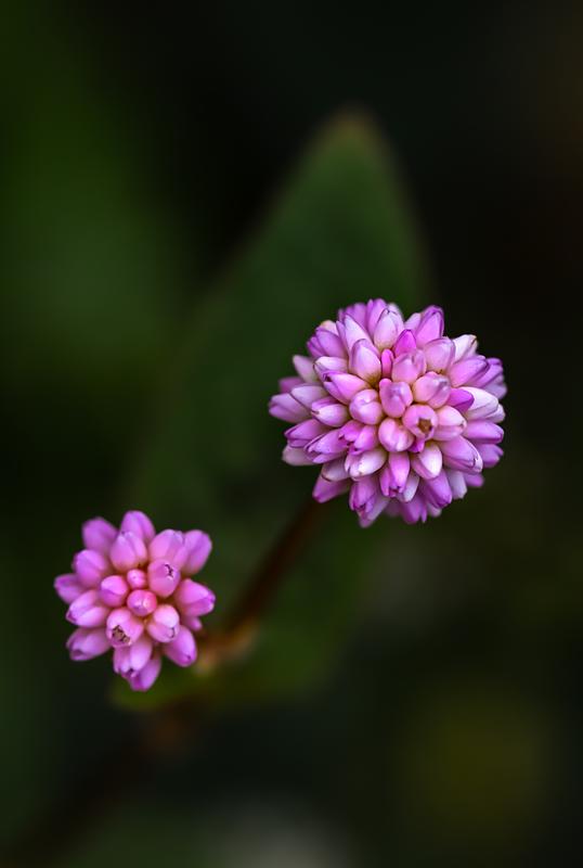 nature photography abstract art by jongas macro flowers