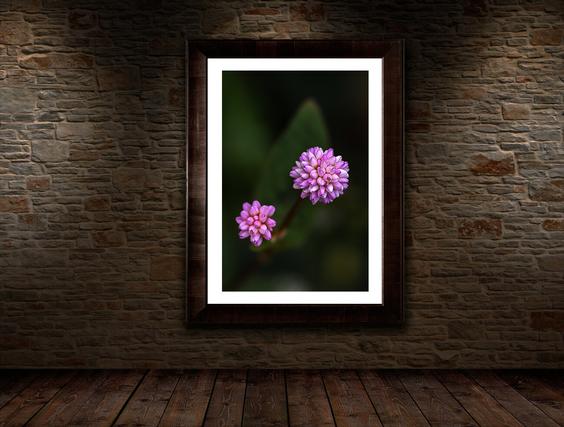 nature photography abstract art for sale wall display framed