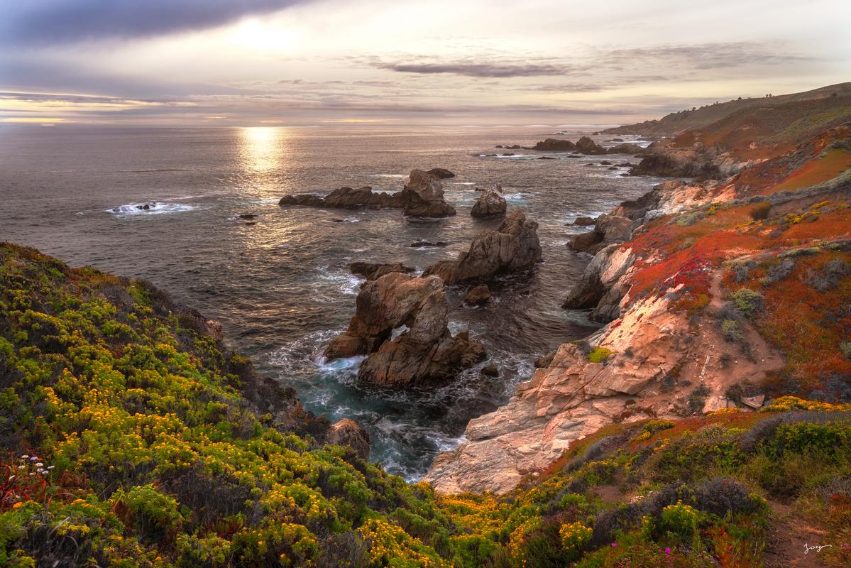 big sur wild flower bloom overlooking the ocean