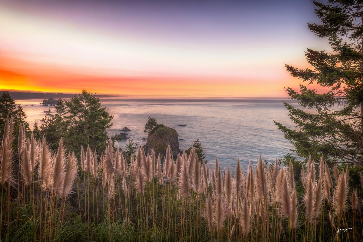 pampas grass along the coast in northern california