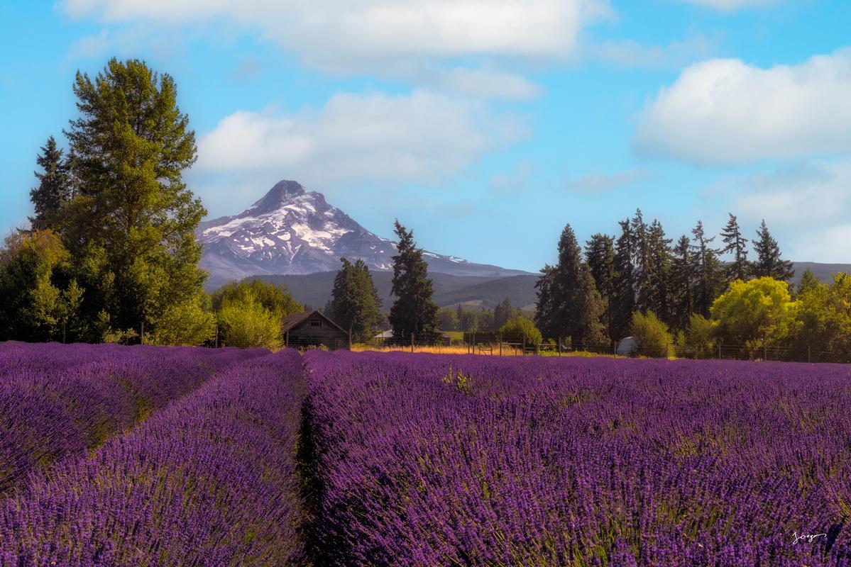 landscape photography lavender fields