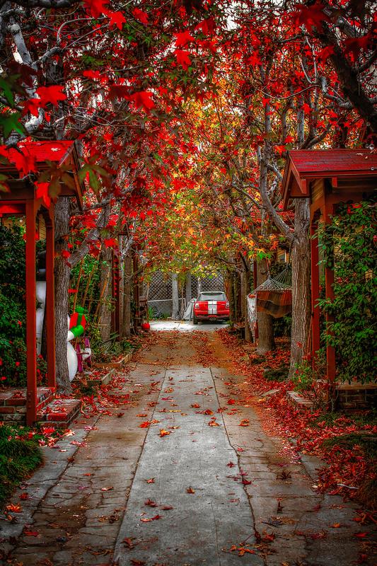 city photography red leaves in the driveway red car