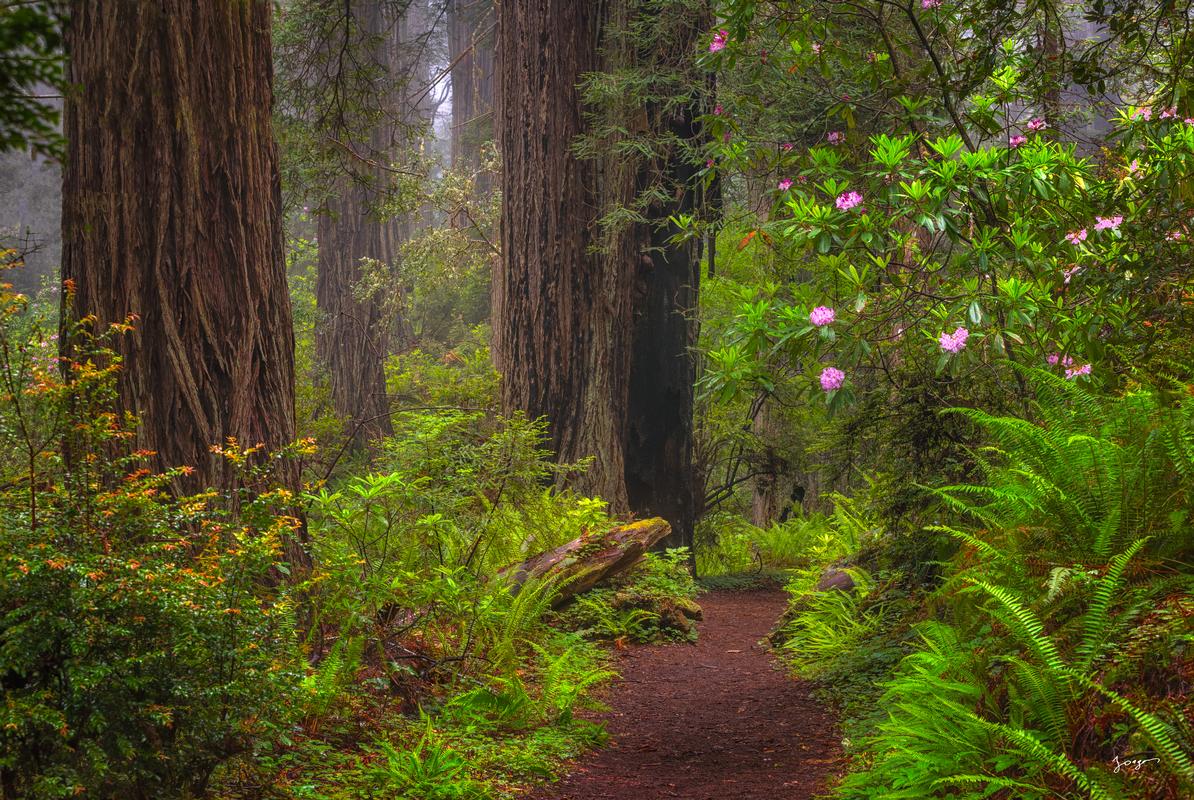 Redwoods forest with ferns and rhododendrons in bloom