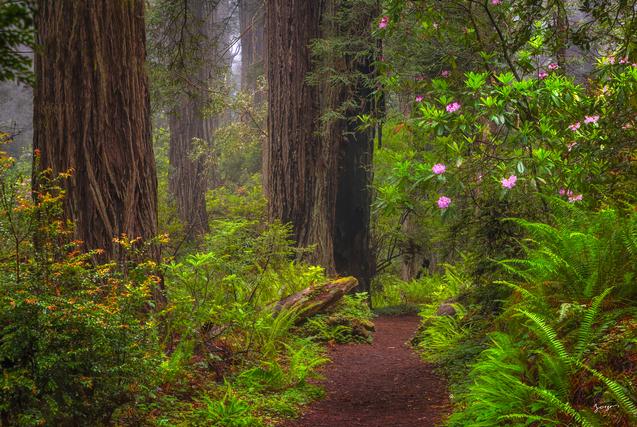 Colorado Garden- aspeen trees fine art by Eddie Jongas
