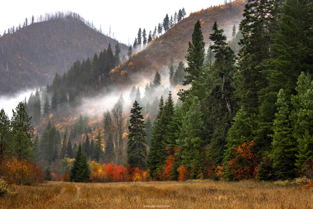 pacific northwest photography for sale trees and fog